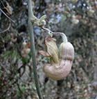 Aristolochia californica