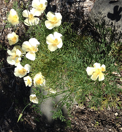 California poppy 'Moonglow'