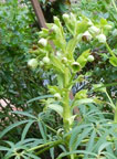 Helleborus foetidus