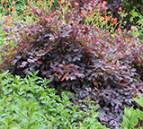 Loropetalum