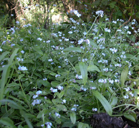 Forget-me-not