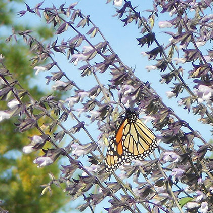 Phyllis's Fancy and butterfly