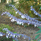 Salvia 'Phyllis's Fancy'