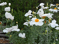 Romneya coulteri