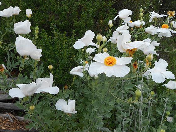 Matilija poppy