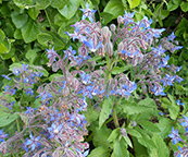 Borage