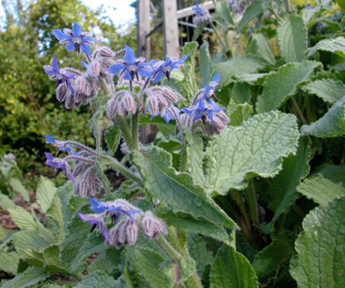 Borage