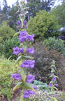 Penstemon chiapensis