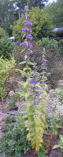 Penstemon chiapas