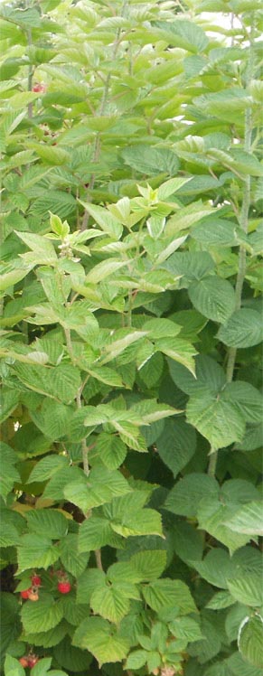 raspberry leaves